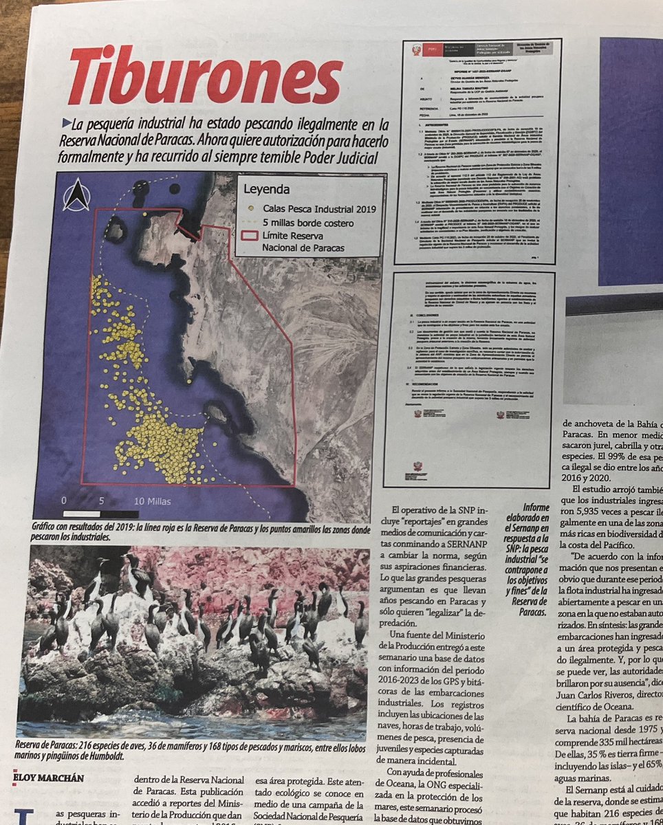 Mañana, a las 10 a. m., será la audiencia judicial donde se verá el pedido de la Sociedad Nacional de Pesquería (@SNP_Peru) para depredar la Reserva Nacional de Paracas. Sí, así como lo leen: los industriales dicen que es su derecho constitucional saquear todo Paracas. Increíble.