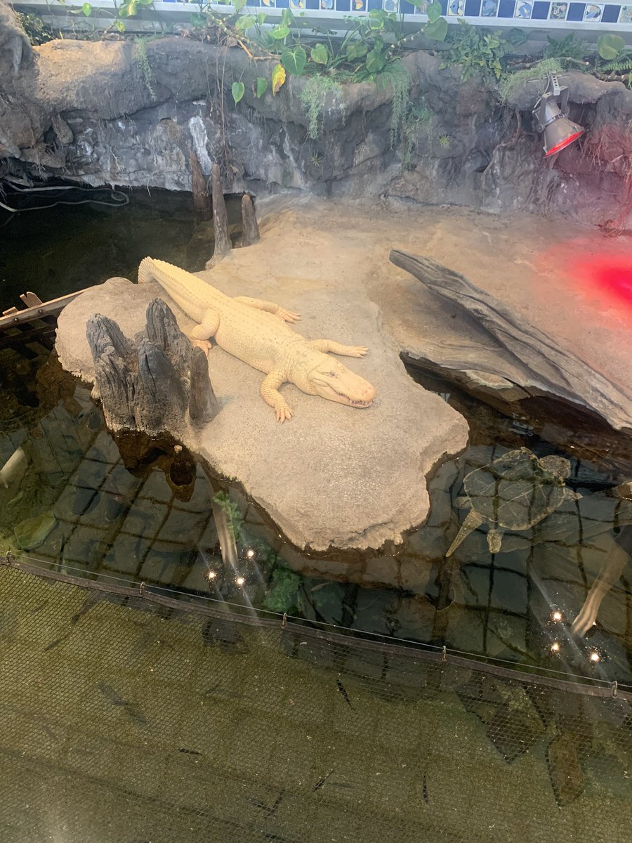 choey :3 tweet media