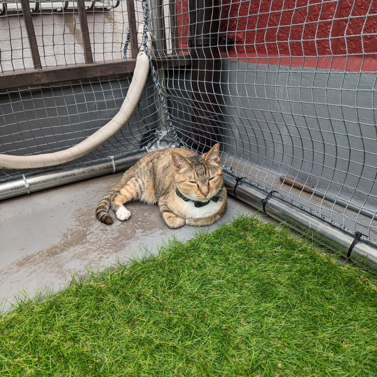 上板にゃんこ亭12:00〜オープンします✨😺

今日はくもりですが、猫さんたちは屋上で気持ちよく過ごしております💤

かわいい猫さんたちが、みなさまのご来店を心よりお待ちしております😺☺️