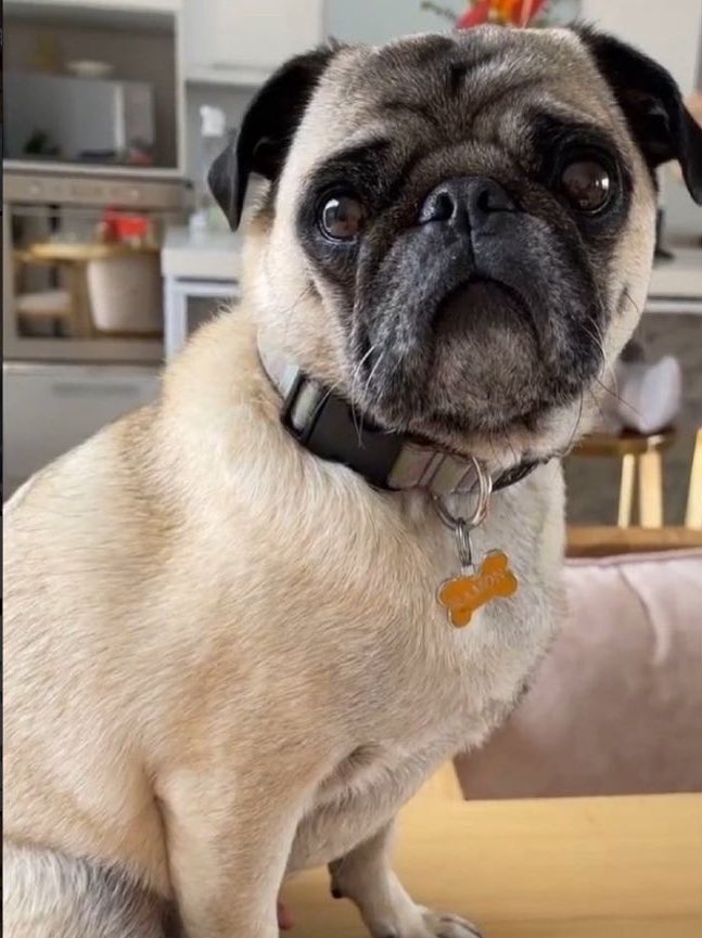 araxcache's tweet photo. llegue tarde y no tengo mascotas jajajaja pero quería participar en la dinámica, les pongo una foto del pups más lindo, ósea Ramón…
dice Ramón que voten por sus mamis en los Premios Heat, guau guau 🐾🫶🏻
#PetsCacheXPremiosHeat https://t.co/9ELLnajejq
