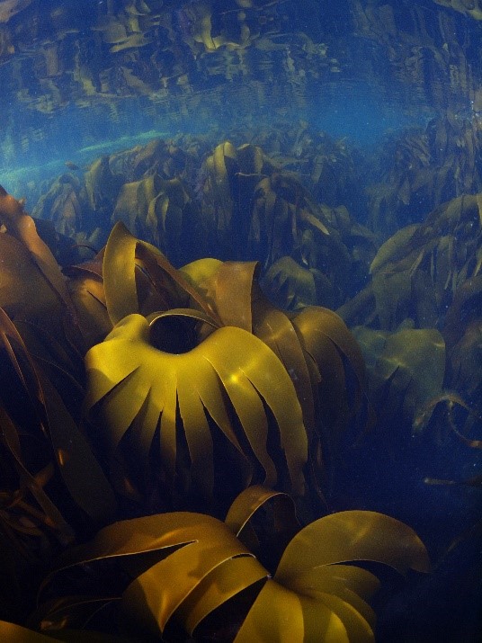Karen Filbee-Dexter (@filbeek) on Twitter photo Global #seaweed forests export 56 million tonnes of carbon (15% of their production) to the deep ocean annually. These biodiverse #blueforests are overlooked in the global ocean #carbon budget. We provide national estimates of this C #sink rdcu.be/dIKup <a href="/NatureGeosci/">Nature Geoscience</a> Global #seaweed forests export 56 million tonnes of carbon (15% of their production) to the deep ocean annually. These biodiverse #blueforests are overlooked in the global ocean #carbon budget. We provide national estimates of this C #sink rdcu.be/dIKup <a href="/NatureGeosci/">Nature Geoscience</a>