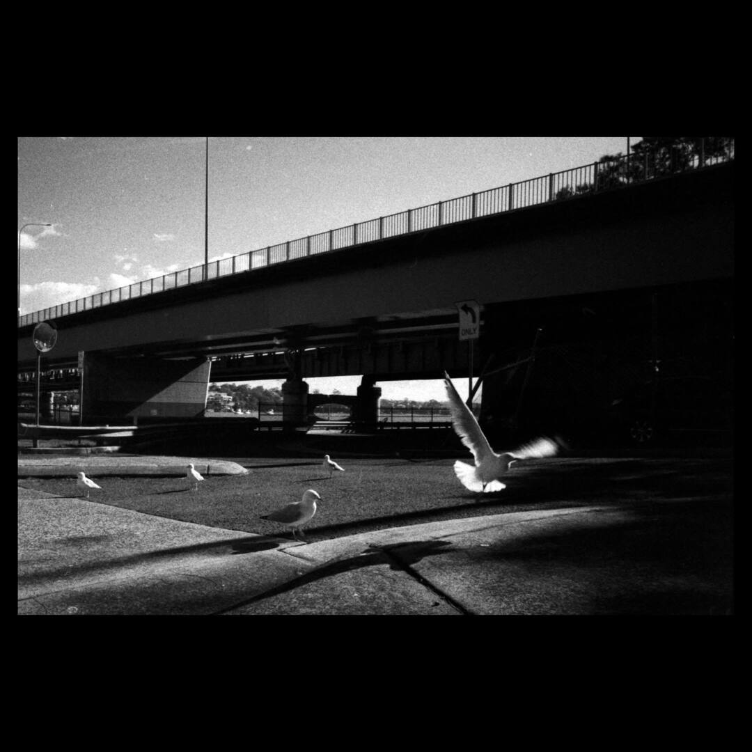 Flight

Sylvania — March 2024

#streetphotography #canonp #rangefinder #35mm #35mmfilm #ilfordhp5plus #ilfordhp5 #hp5plus1600 #filmisnotdead
#staybrokeshootfilm
#restorefrombackup
#streetphotographymnl instagr.am/p/C7S5XGpym1D/