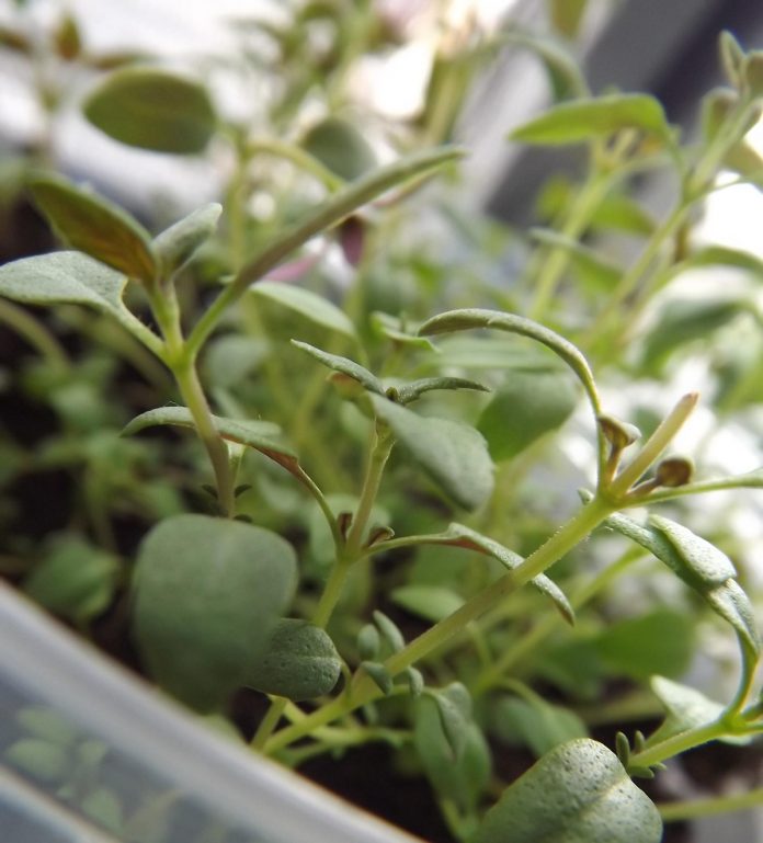 Learn how to grow herbs indoors year-round with a windowsill herb garden. Enjoy fresh scents and flavors right at your fingertips. pioneerthinking.com/windowsill-her… #garden #herbs #gardening