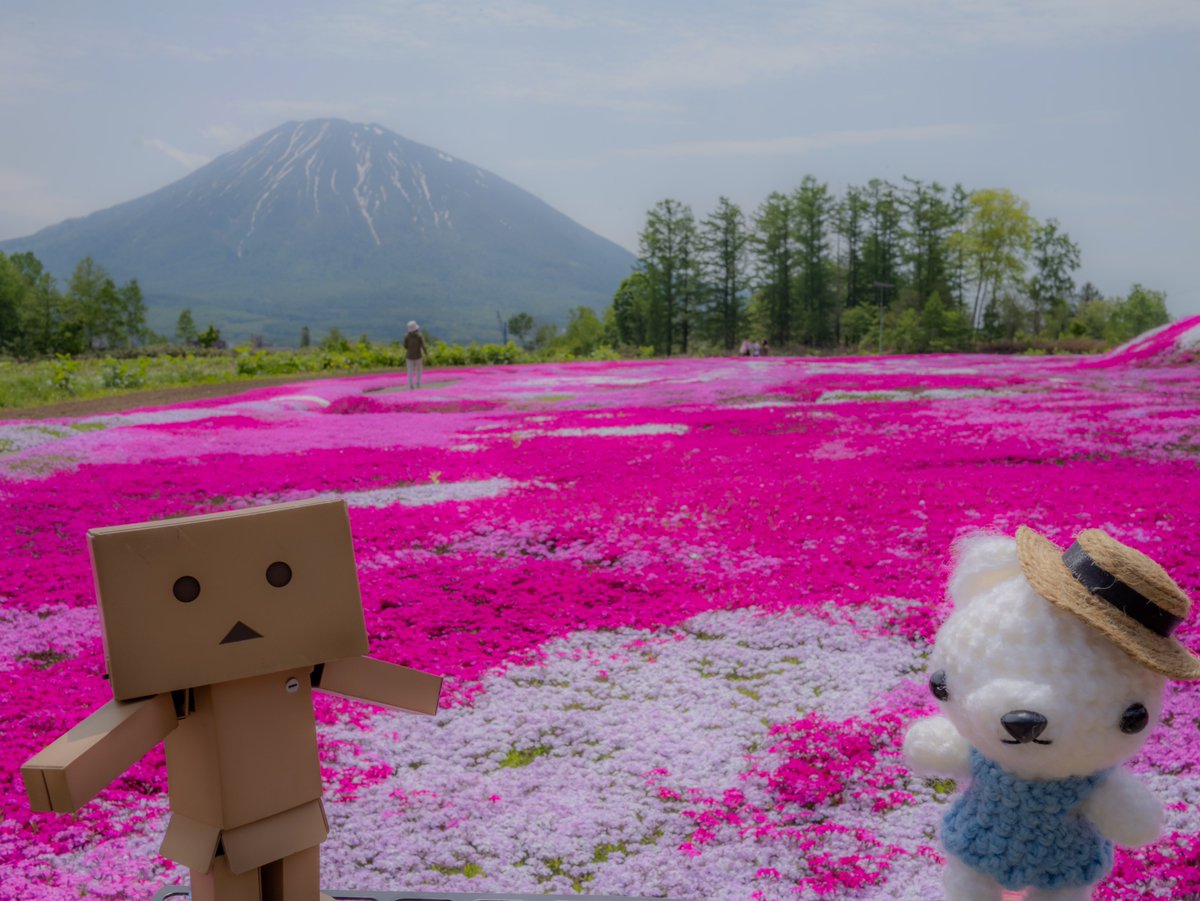 オマケ
　#あみぐるみ　#ダンボー　#三島さん芝桜　#倶知安　#羊蹄山