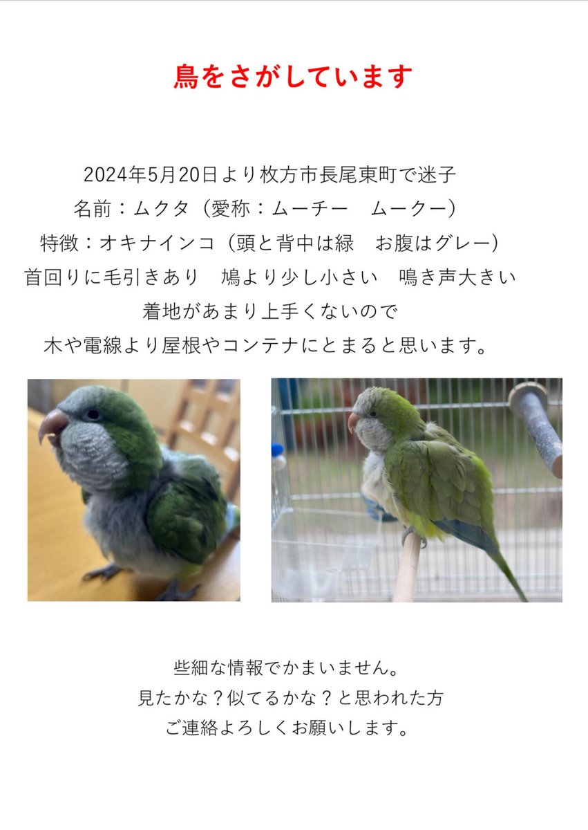 yoko__0821's tweet photo. 2024年５月20日
不注意から大事な家族が行方不明に
探しています

＃鳥
＃迷い鳥
＃インコ
＃枚方　
＃長尾
＃オキナインコ https://t.co/K4b8wQB5eH