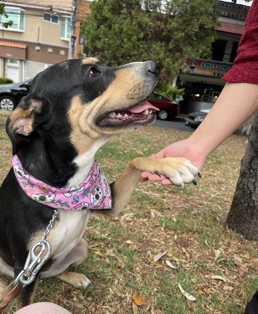 Kiara solo sabe dar amor 🧡 Ella es una perrita rescatada,muchos de ustedes quizás ya no recuerdan su historia. Ella fue rescatada después de ser golpeada por estar robando croquetas de un costal que estaba afuera de una tienda,su único pecado fue tener hambre.🥺 Adóptala 💫CDMX