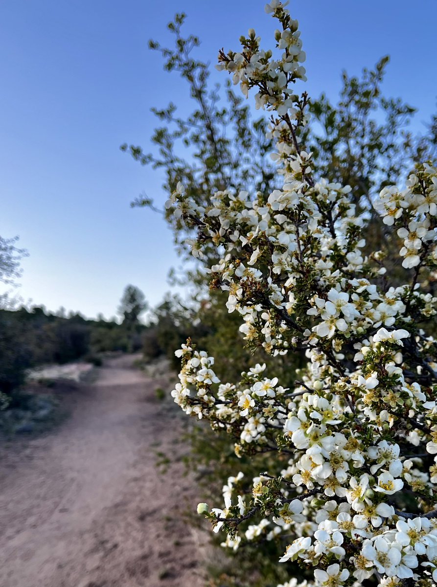 The sweet-scented rose of the high desert💮 I love #cliffrose flower season! 
#PrescottAZ #Arizonawildflowers #desertrose #BrownlowTrails #PioneerPark