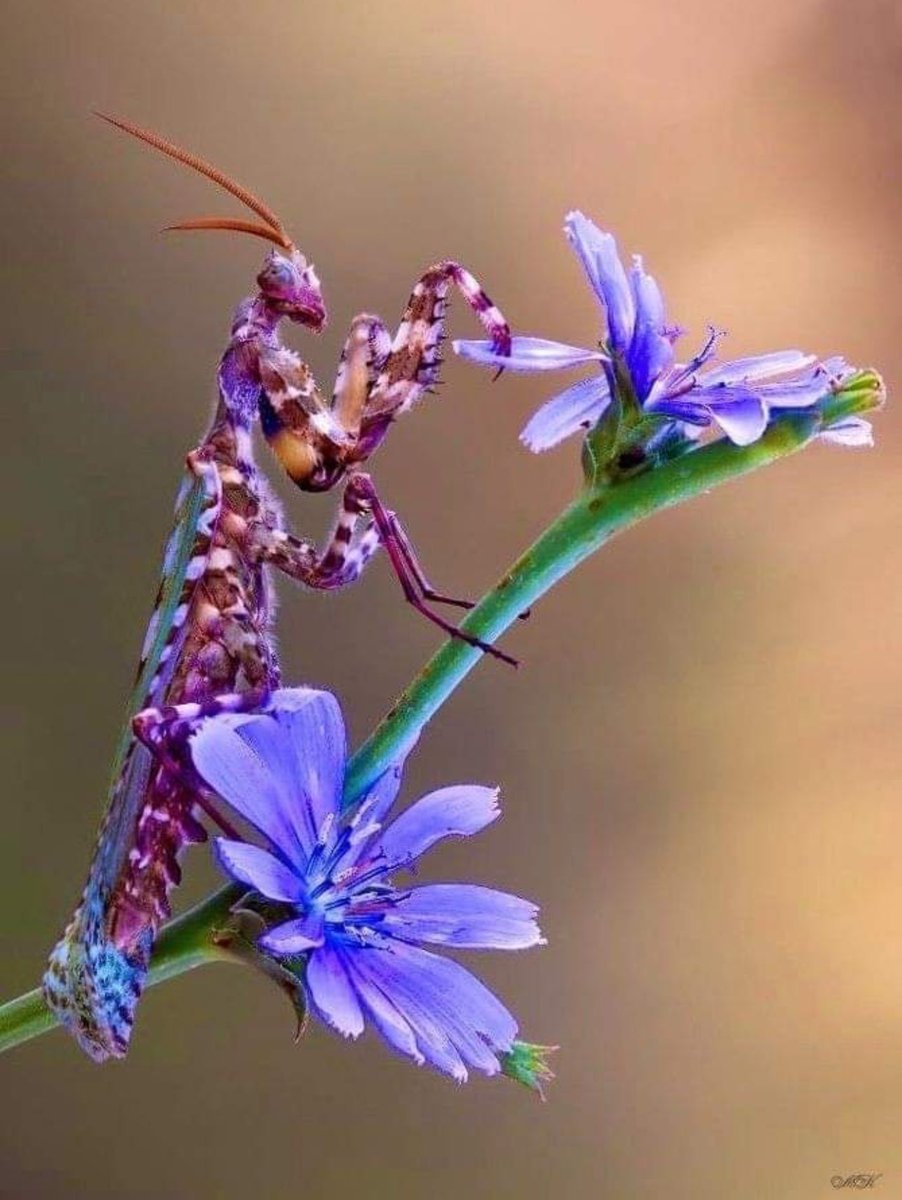 Orchid Mantis.