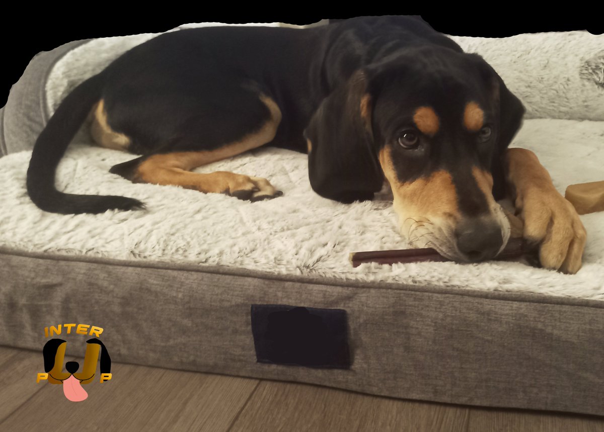 When your bed is just the right size | James Bean

#InterPup #JamesBean #Puppy #Pup #Dog #PuppyPictures #Beagle #Coonhound #BlackandTan #BlackandTanCoonhound #doggy #pet #mydog #doglover #pupper #bark #spoiled #dogstagram #dogsofinstagram #puppiesofinstagram #doglife #dogs