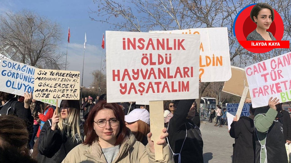 Ölüm fermanını derhal geri çek AKP iktidarı ve yandaşları, hedef haline getirdiği sokak hayvanlarını bir yasa tasarısıyla daha katletmek istiyor. Hayvan hakları savunucuları 'Uyutma adı altında durum masumlaştırılmaya çalışılıyor' dedi birgun.net/haber/olum-fer…