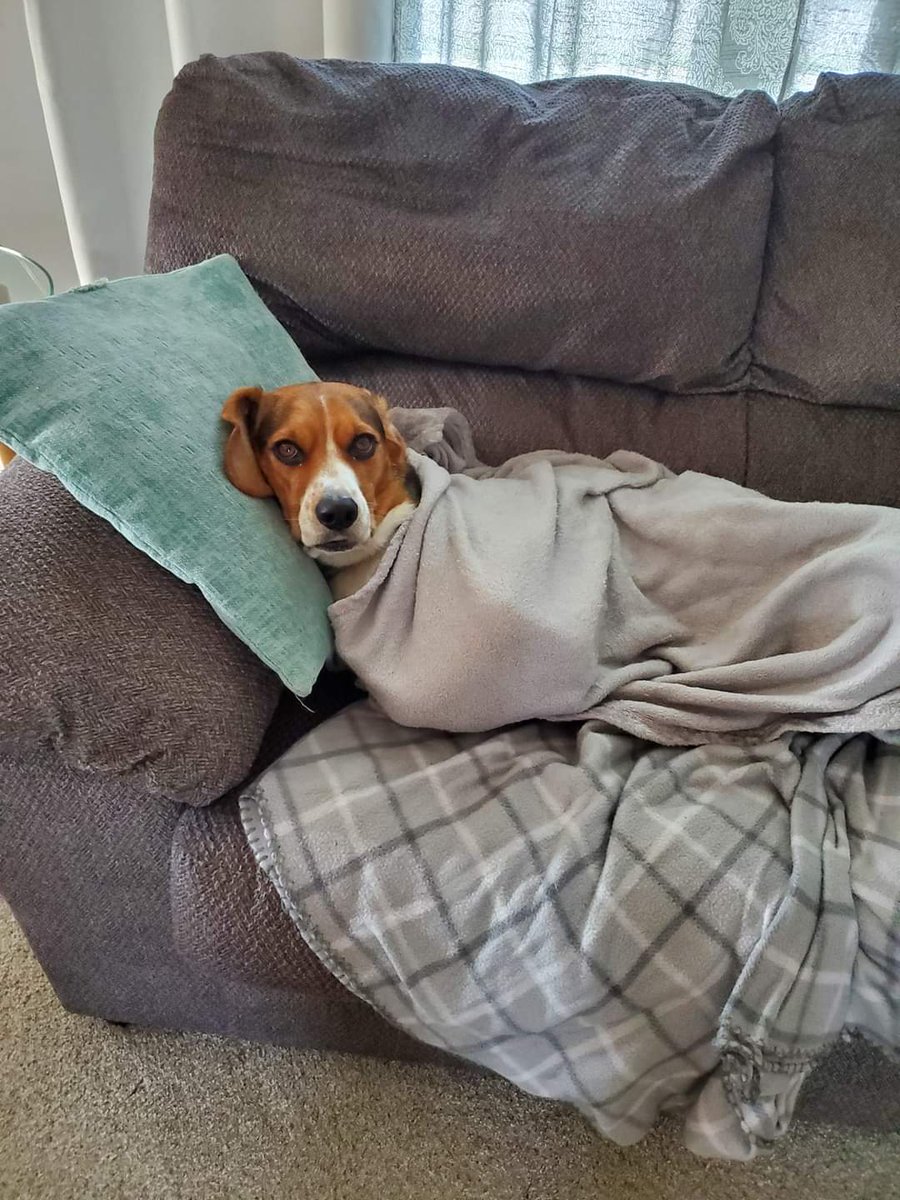 camiller511's tweet photo. @Phil_Sledge Molly. She is quite spoiled 💜💜 https://t.co/MEyGXmSVL0
