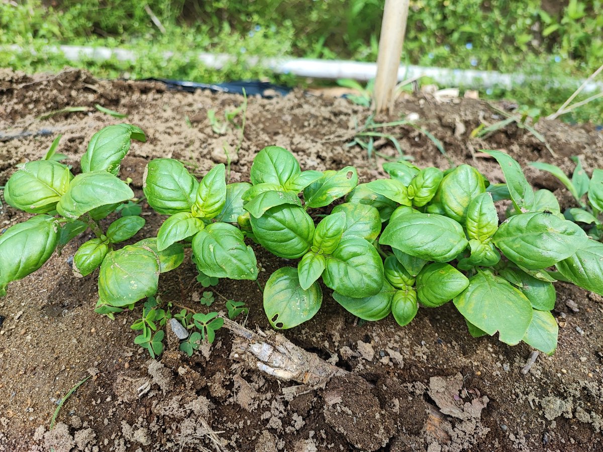 The basil has started to sprout. I used plenty of the thinned-out basil to make Gapao rice. It was delicious!

#INASHIKINEST