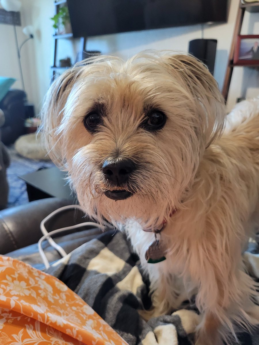 obs3rv8tion's tweet photo. @Phil_Sledge Fiona is just sending some love to all the good boys and good girls!🐶🐕🐾 https://t.co/dpl2clAJjr