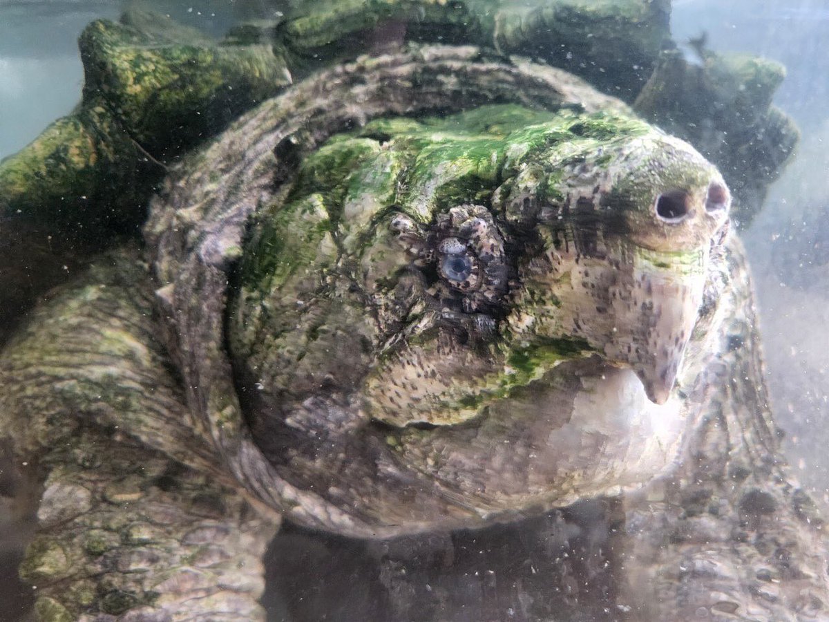 本日、5月23日は「#世界カメの日」です！ 「カメに関心を向け、知識を