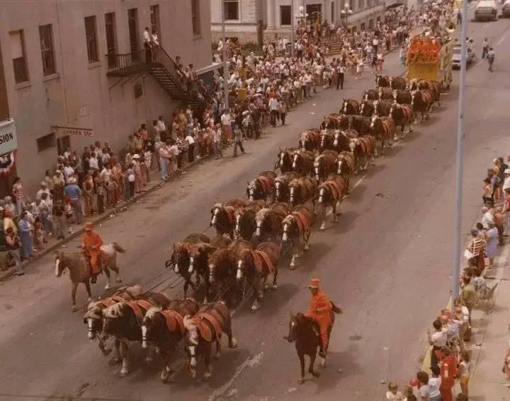 1972 Fourth of July parade. Dick Sparrow was the driver of this massive 40-horse hitch.