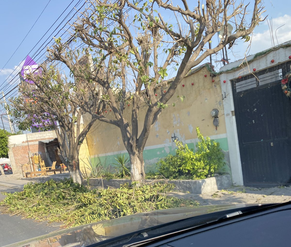 rubikaudio's tweet photo. Con el calorcito y @PresidenciaSjr tratando así a los árboles. Algunos probablemente vivan poco tiempo con esas podas. @RobertoCabreraV está en tus propuestas resolver esto? Años que sigue pasando esto! @arboles_magicos @arboles_magicos @pepegrilosalas @AlertaQro @rtqro https://t.co/jMAk73jcSe