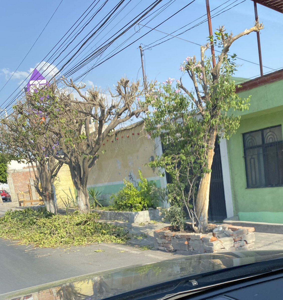 rubikaudio's tweet photo. Con el calorcito y @PresidenciaSjr tratando así a los árboles. Algunos probablemente vivan poco tiempo con esas podas. @RobertoCabreraV está en tus propuestas resolver esto? Años que sigue pasando esto! @arboles_magicos @arboles_magicos @pepegrilosalas @AlertaQro @rtqro https://t.co/jMAk73jcSe