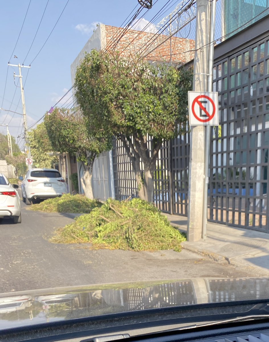 rubikaudio's tweet photo. Con el calorcito y @PresidenciaSjr tratando así a los árboles. Algunos probablemente vivan poco tiempo con esas podas. @RobertoCabreraV está en tus propuestas resolver esto? Años que sigue pasando esto! @arboles_magicos @arboles_magicos @pepegrilosalas @AlertaQro @rtqro https://t.co/jMAk73jcSe