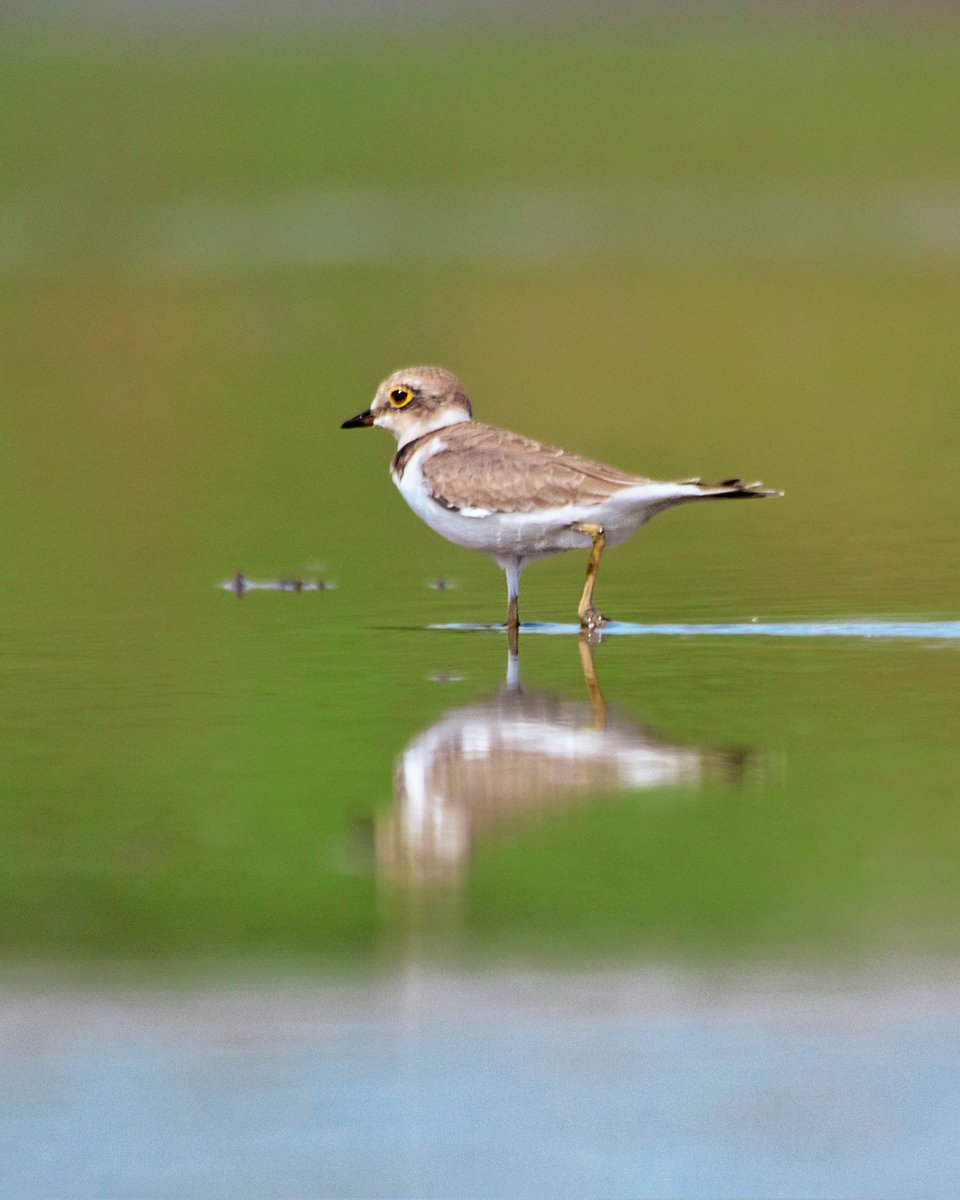 Little Ringed Plover 
#IndiAves 
#incredibleindia 
#BBCWildlifePOTD 
#canonindia 
#BirdsOfTwitter 
#birds 
#nature 
#NatureLover 
#photographer 
#photooftheday 
#photographylovers