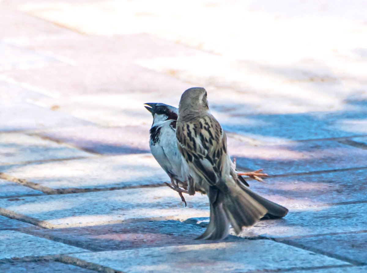 “I’m the best,” declares he, stretching his arms SRK style, but she’s clearly not impressed. She’s furious, in fact, going by the way she chases the pompous male and kicks him out.
#BirdsOfUAE #sparrow #nikon #BBCWildlifePOTD #natgeoindia #ThePhotoHour #birdwatching #BIRDSTORY