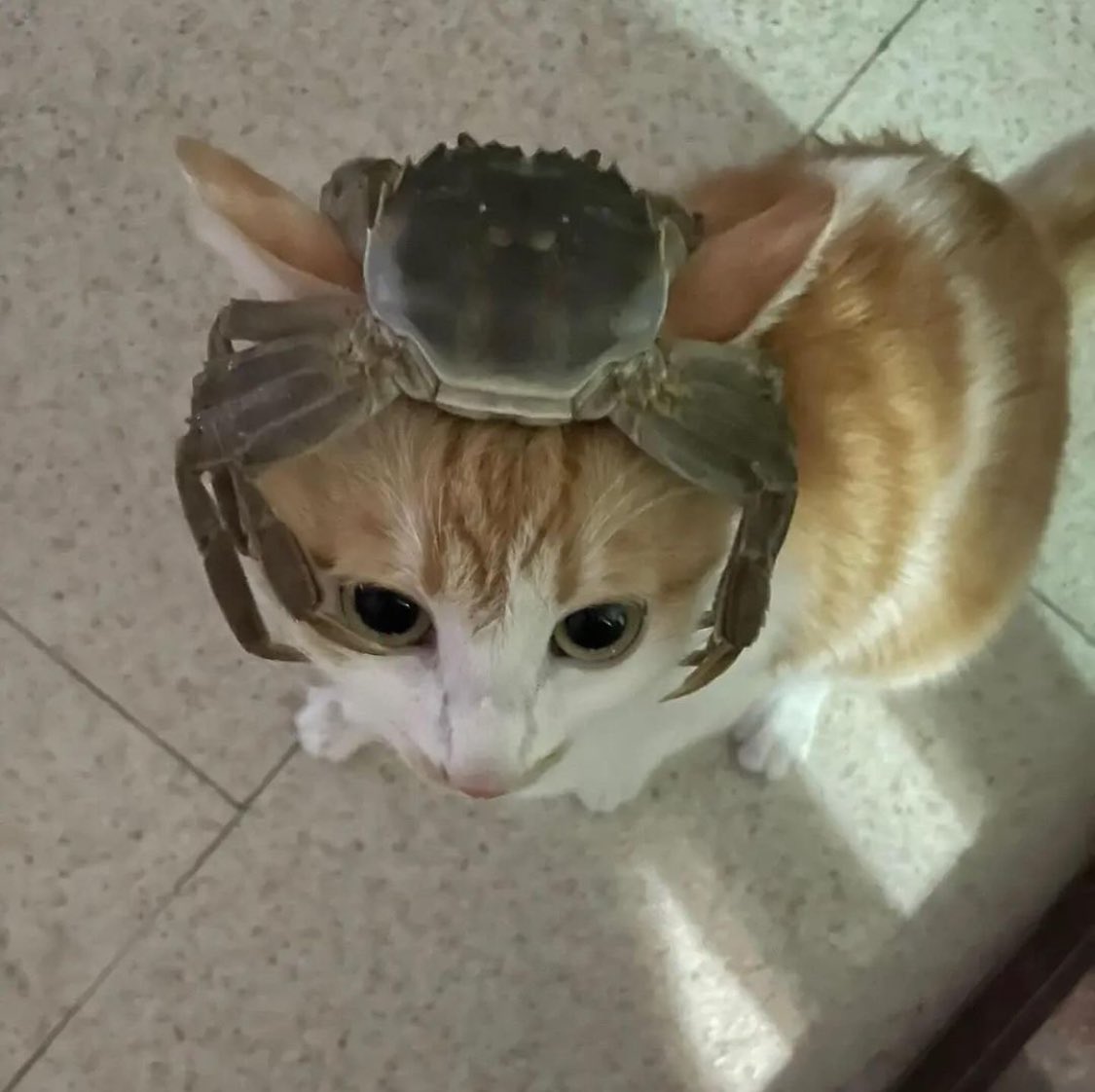 Punch Cat tweet media