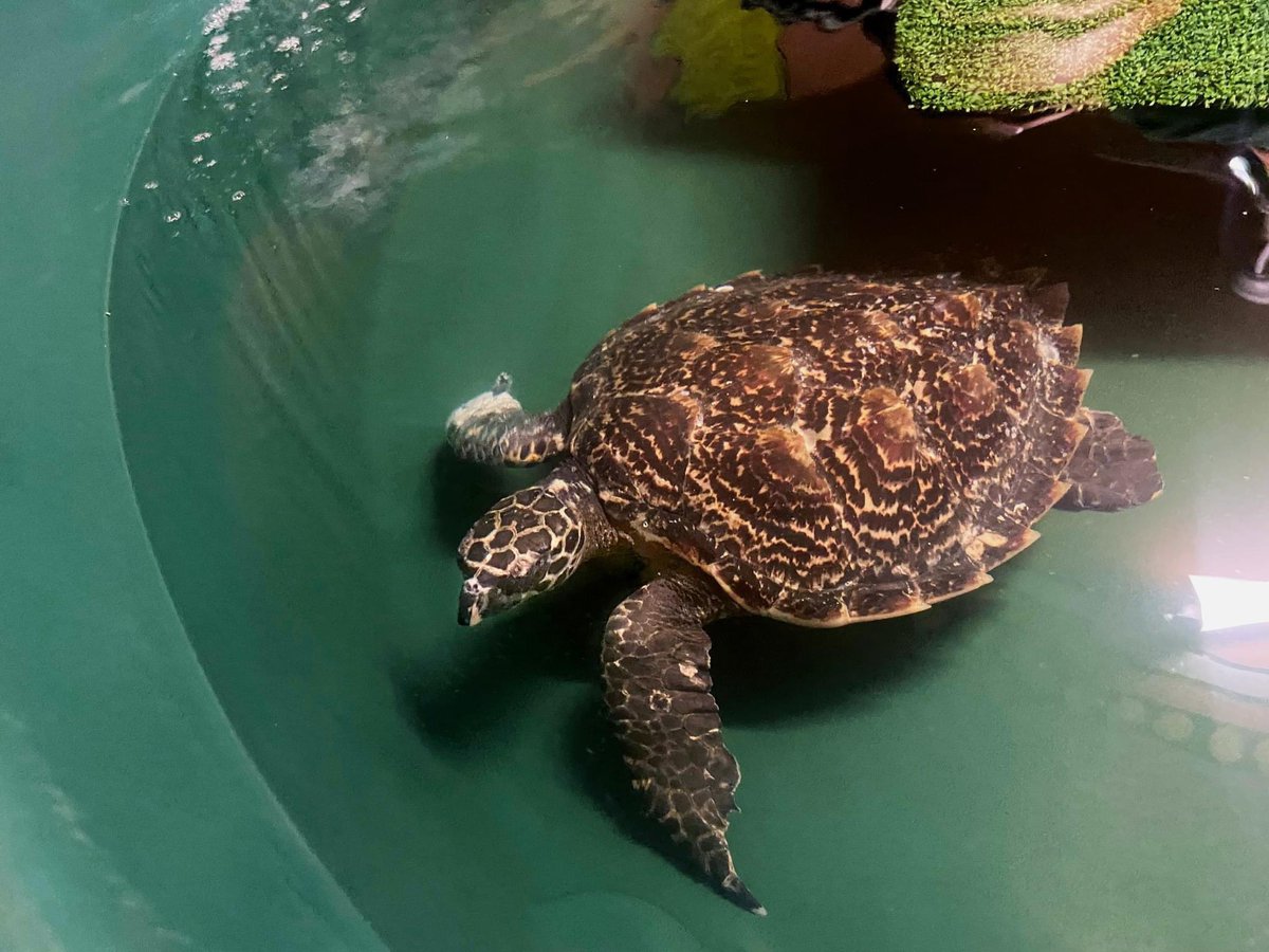ifawAU's tweet photo. IFAW provided vital resources to ensure Bob got the specialist help he needed – which included surgery to repair his damaged flipper. A treatment plan was developed and after months of care and monitoring, Bob was transferred to Coffs Coast Wildlife Sanctuary to complete his rehabilitation. In January this year, Bob was released #backtothewild where he belongs.

Photos: © Belinda Donovan