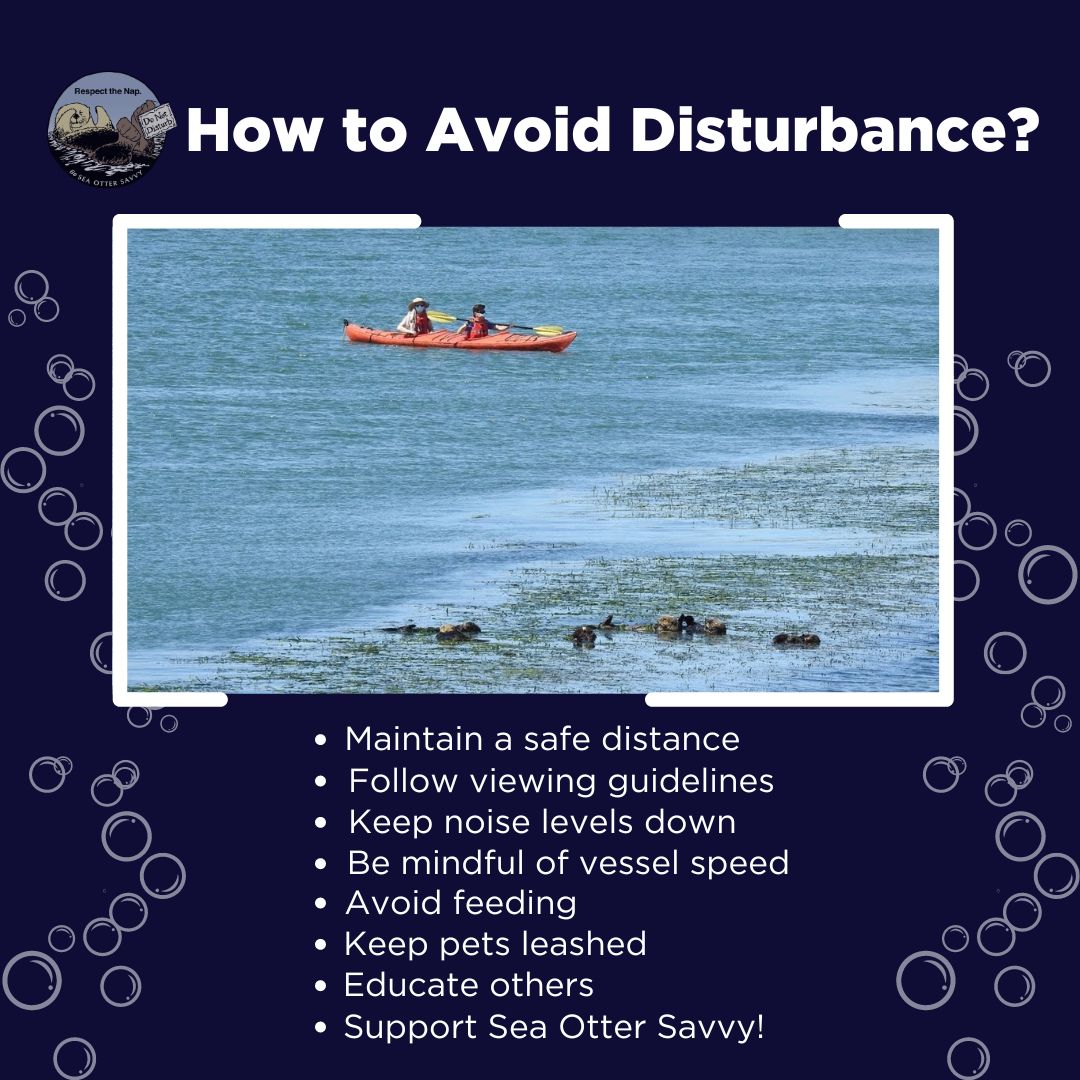 SeaOtterSavvy's tweet photo. Thank you to our Capstone Intern, Taylor Hauenstein, for this thorough review of disturbance. Stay tuned as Taylor shares more from his science communication project for Sea Otter Savvy! #SeaOtterSavvy #RespecttheNap #TheMoreYouKnow #WildlifeWednesday https://t.co/EEv8AdNHc6