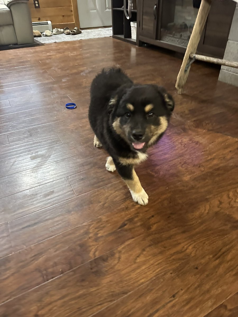 noluckteeth's tweet image. What kind of dog is this??? #asktwitter