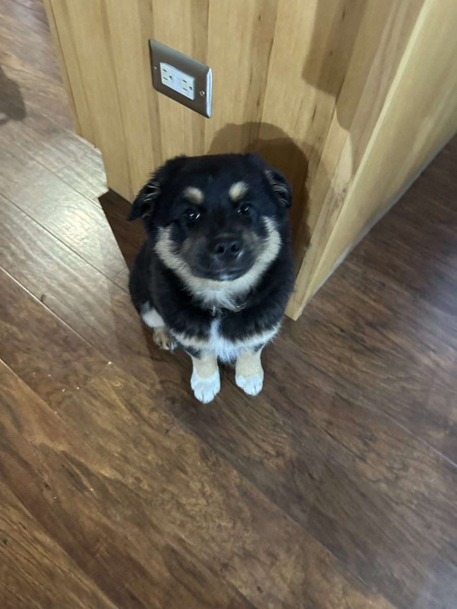 noluckteeth's tweet image. What kind of dog is this??? #asktwitter