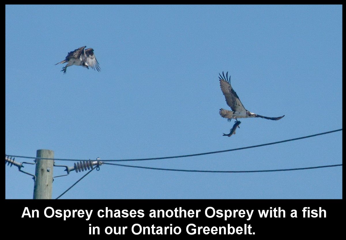 Day 544d of our pictures & the Doug Ford urban sprawl must be stopped. Let's finish this with protecting all our #Greenbelt and STOP #Hwy413 the Bradford Bypass & save nature. #DougFordisaLiar & the #RCMP investigation continues.@Gasp4Change @envirodefence #GreenbeltScandal