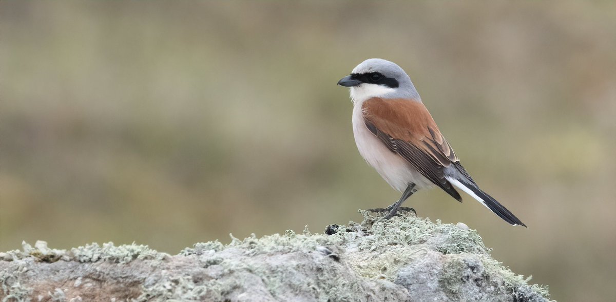 The spring that keeps on giving @FI_Obs! Today saw another amazing fall, with 37 Red-backed Shrike (new day record), 34 Icterine Warbler (more than 3x the previous highest day count!), 7 Bluethroat, 6 Marsh Warbler, a Blyth’s Reed and a rare spring Barred Warbler. Madness!