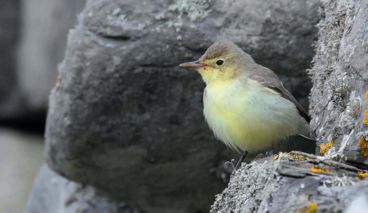 AlexPenn_1's tweet image. The spring that keeps on giving @FI_Obs!

Today saw another amazing fall, with 37 Red-backed Shrike (new day record), 34 Icterine Warbler (more than 3x the previous highest day count!), 7 Bluethroat, 6 Marsh Warbler, a Blyth’s Reed and a rare spring Barred Warbler. Madness!