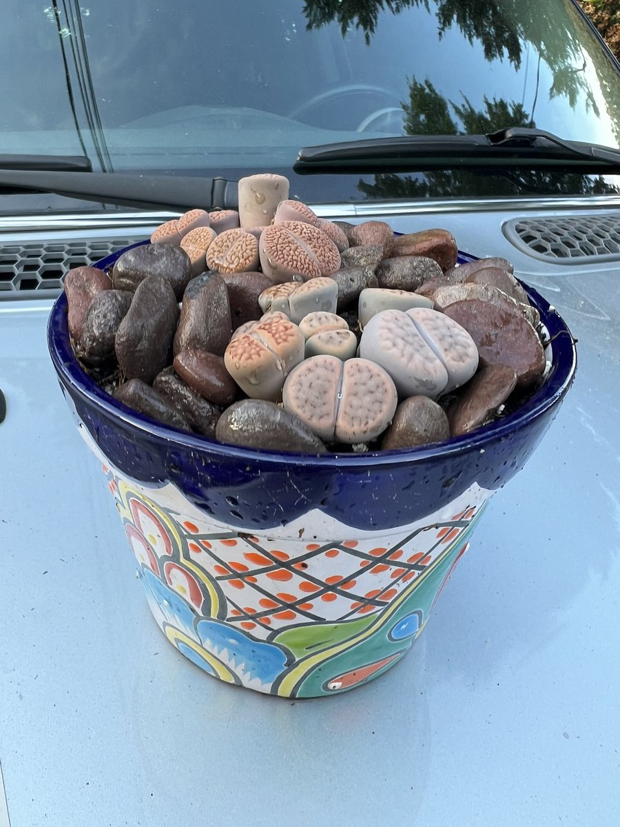 R9Ranff's tweet photo. Repotting the beauties. Brown Delaware river stones. #Lithops #Splittingrocks https://t.co/ORI2nxlGRR