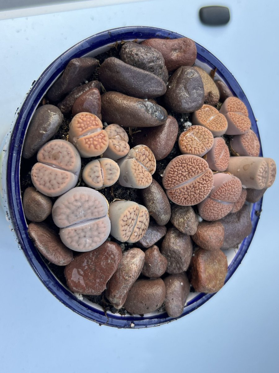 R9Ranff's tweet photo. Repotting the beauties. Brown Delaware river stones. #Lithops #Splittingrocks https://t.co/ORI2nxlGRR