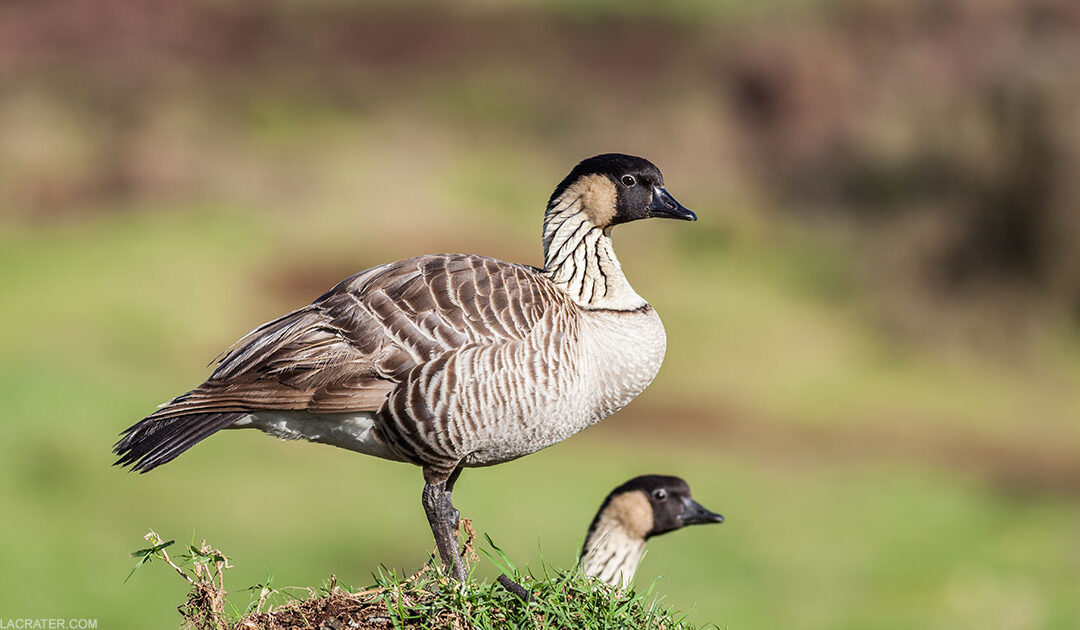 Hawaiian Nene Goose haleakalacrater.com/hawaiian-nene-… The Hawaiian Nēnē Goose is the state bird of Hawaii. It’s a beautiful bird that was once on the brink of extinction. Thanks to conservation efforts, the Hawaiian nene goose is making a comeback.