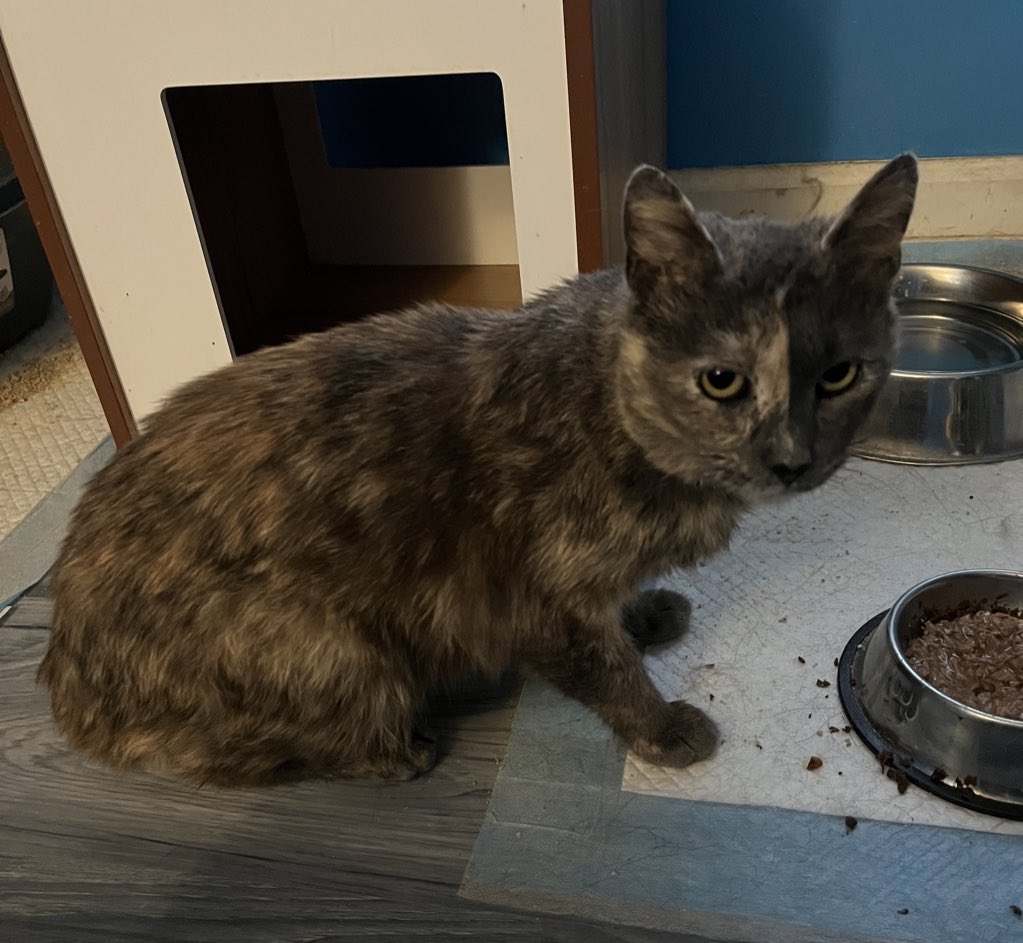Tori is pictured here (the dilute tortie) but she is not listed on Petfinder because she will need a VERY patient and cat-savvy adopter. She’s very sweet but SUPER shy and needs a LOT of time in new situations. She may never be a lap cat, & her adopter will need to respect that.