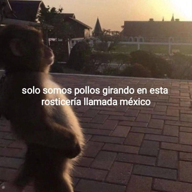 Super Pino prendió OMG :o ya en vivo! #Apoyaundesempleado #TFTPartner #HighRollingToInfinity twitch.tv/superpinotft