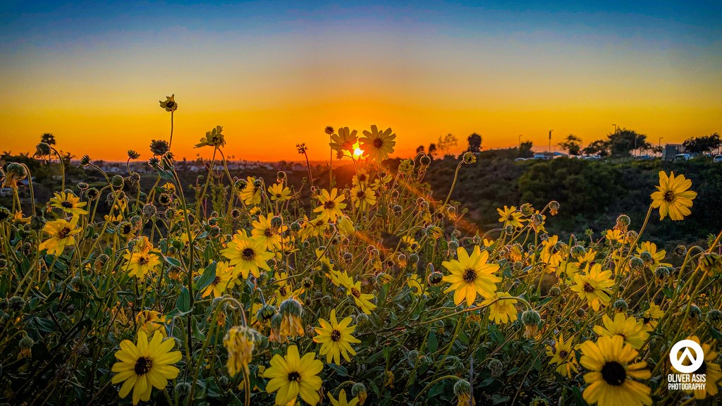 Gotta stop and appreciate the flowers from time to time. #sandiego #sandiegosunset #sdsunset #sunflowers #wildflowers