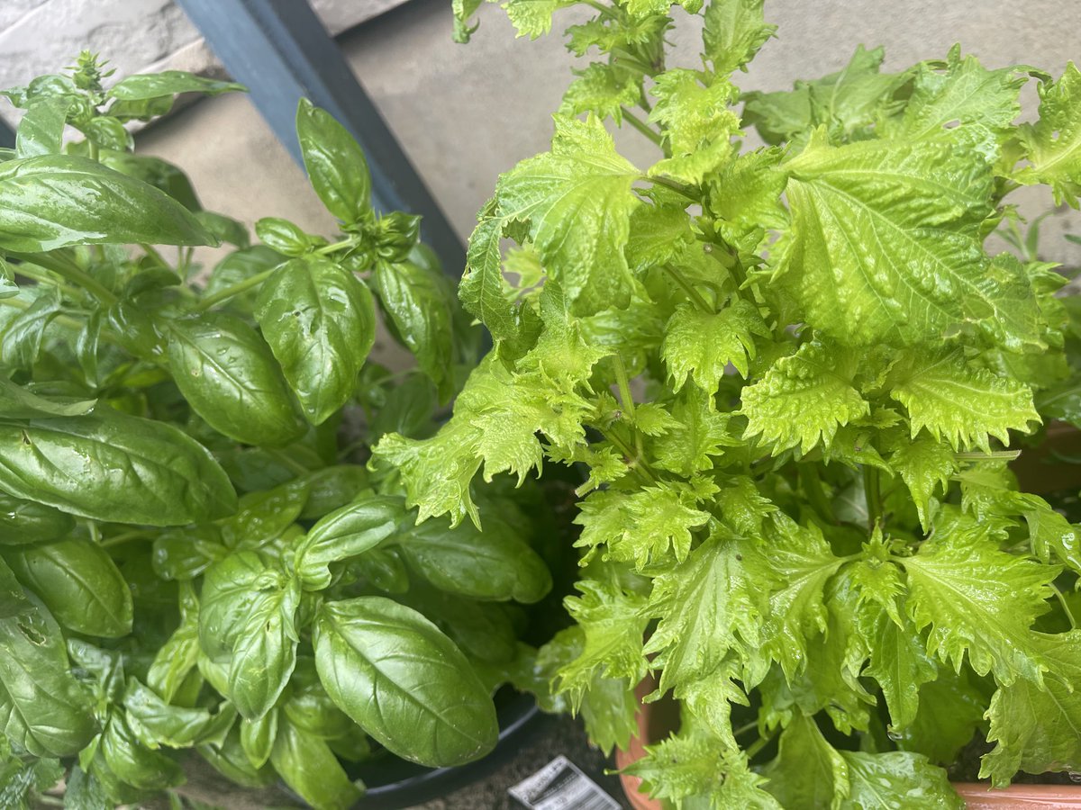 potchari_ko's tweet photo. おはようございます🌞
バジルもミント🌿も育ち盛り☺️紫蘇もわんさか😍
ミントティーやデザートにする以外のミントの使い方わからず困ってます😅

来月は6月10日よりファスティング行います🙌気になる方はご連絡くださいね🤙

＃ファスティングのやり方 https://t.co/cF9gf8CtIo