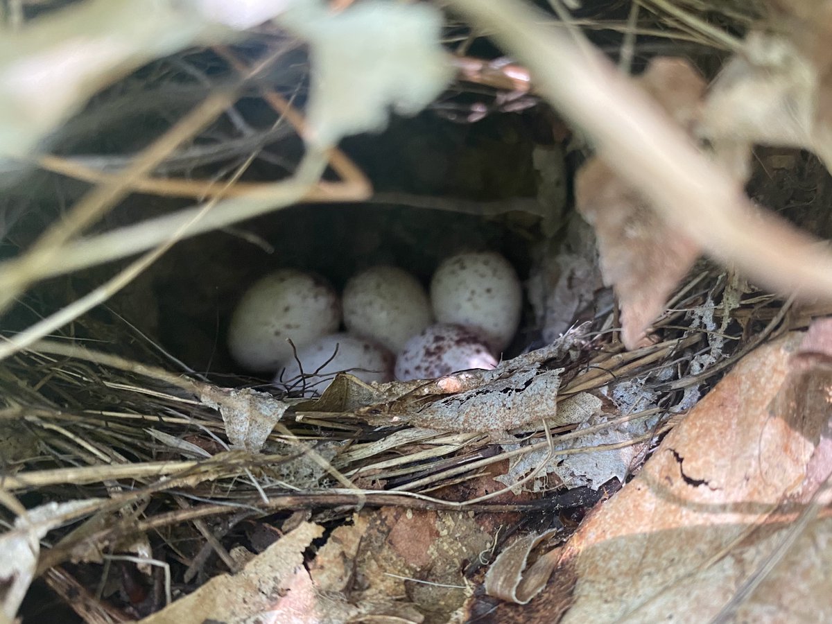 Dan Baldassarre tweet media