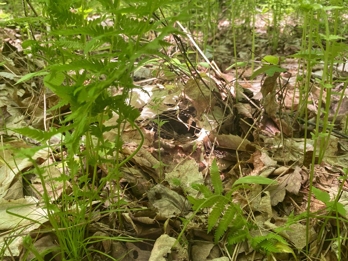 Dan Baldassarre tweet media