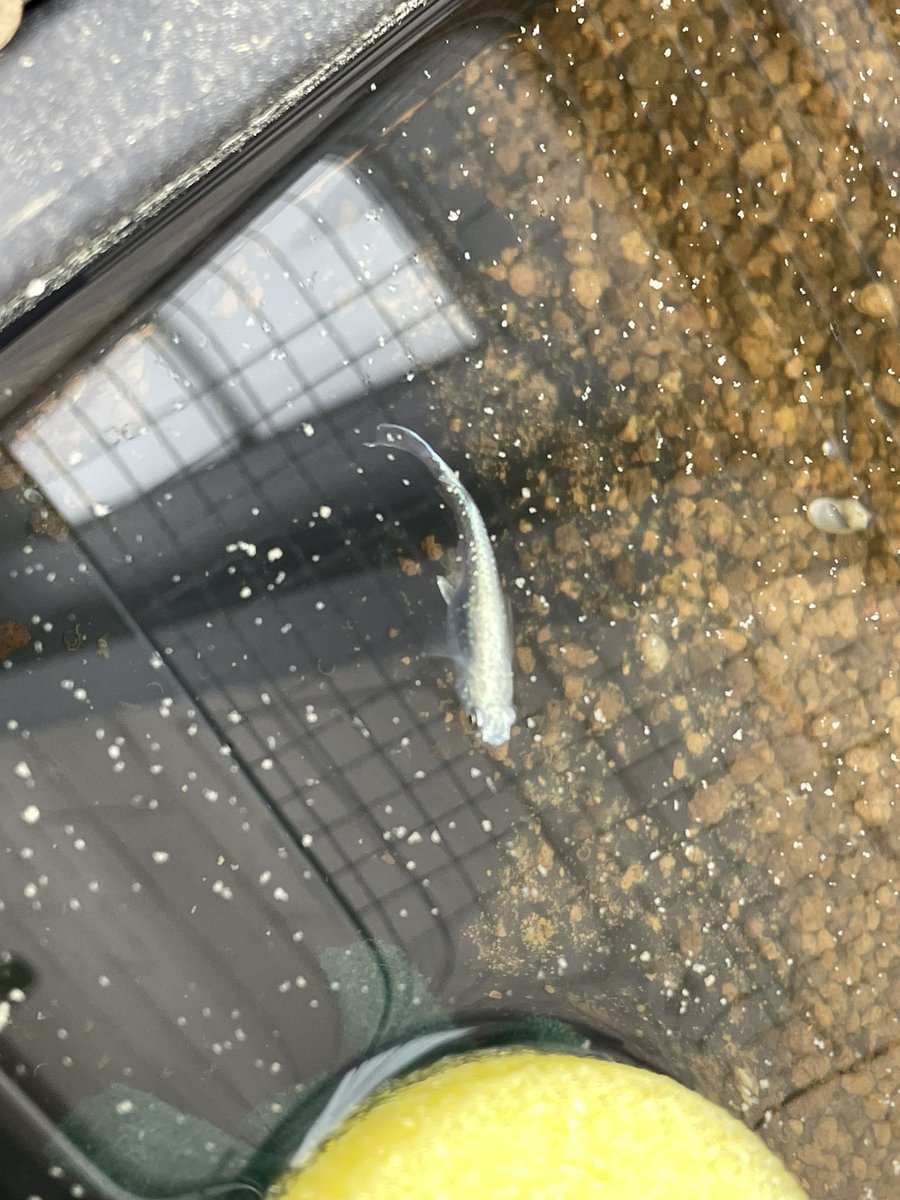 MEDAMEDASH's tweet photo. ミユキだと思っていたけど何メダカかな？🧐私にはわかりません笑😆 https://t.co/oObn6zpAYZ