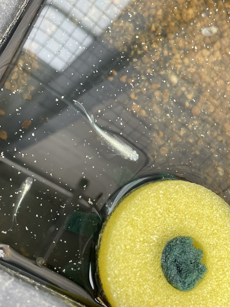 MEDAMEDASH's tweet photo. ミユキだと思っていたけど何メダカかな？🧐私にはわかりません笑😆 https://t.co/oObn6zpAYZ