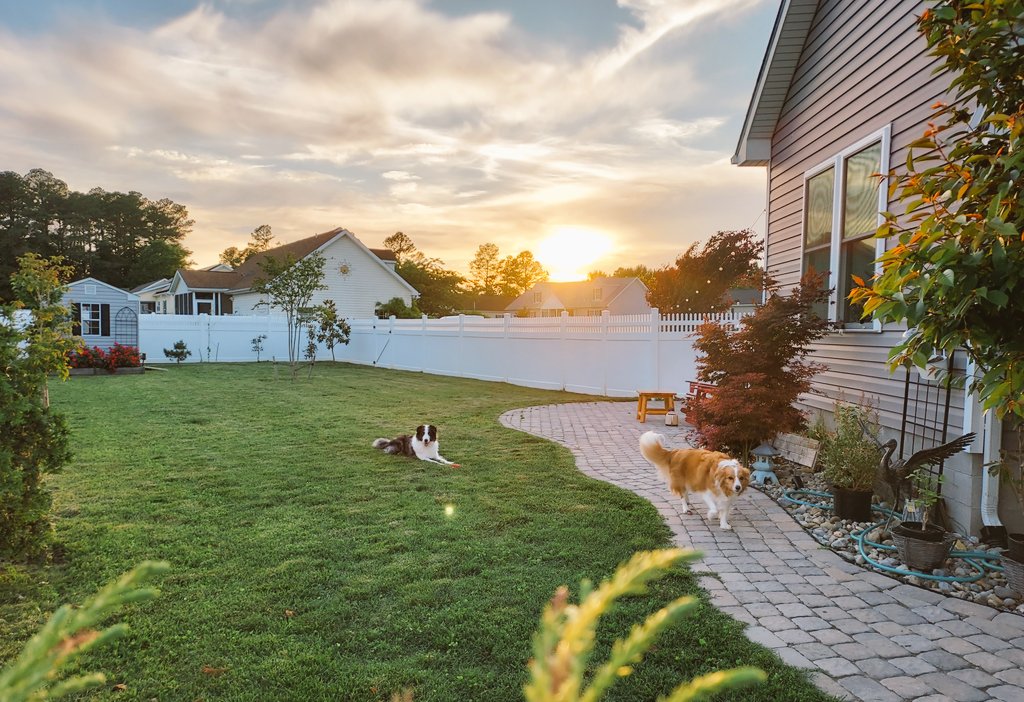 Sunset collies