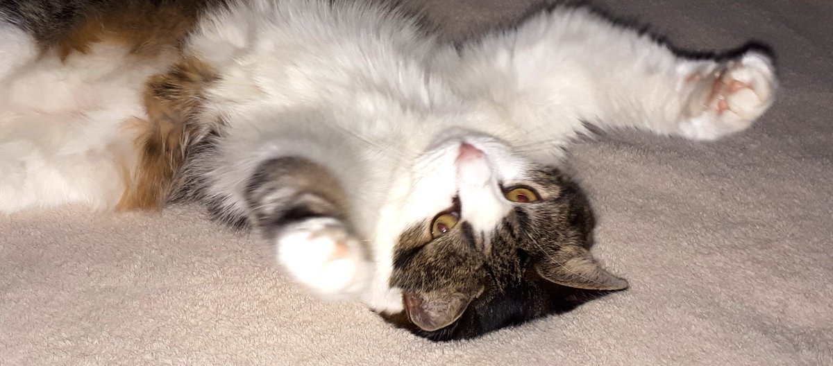 Bay Treasure Chest tweet media