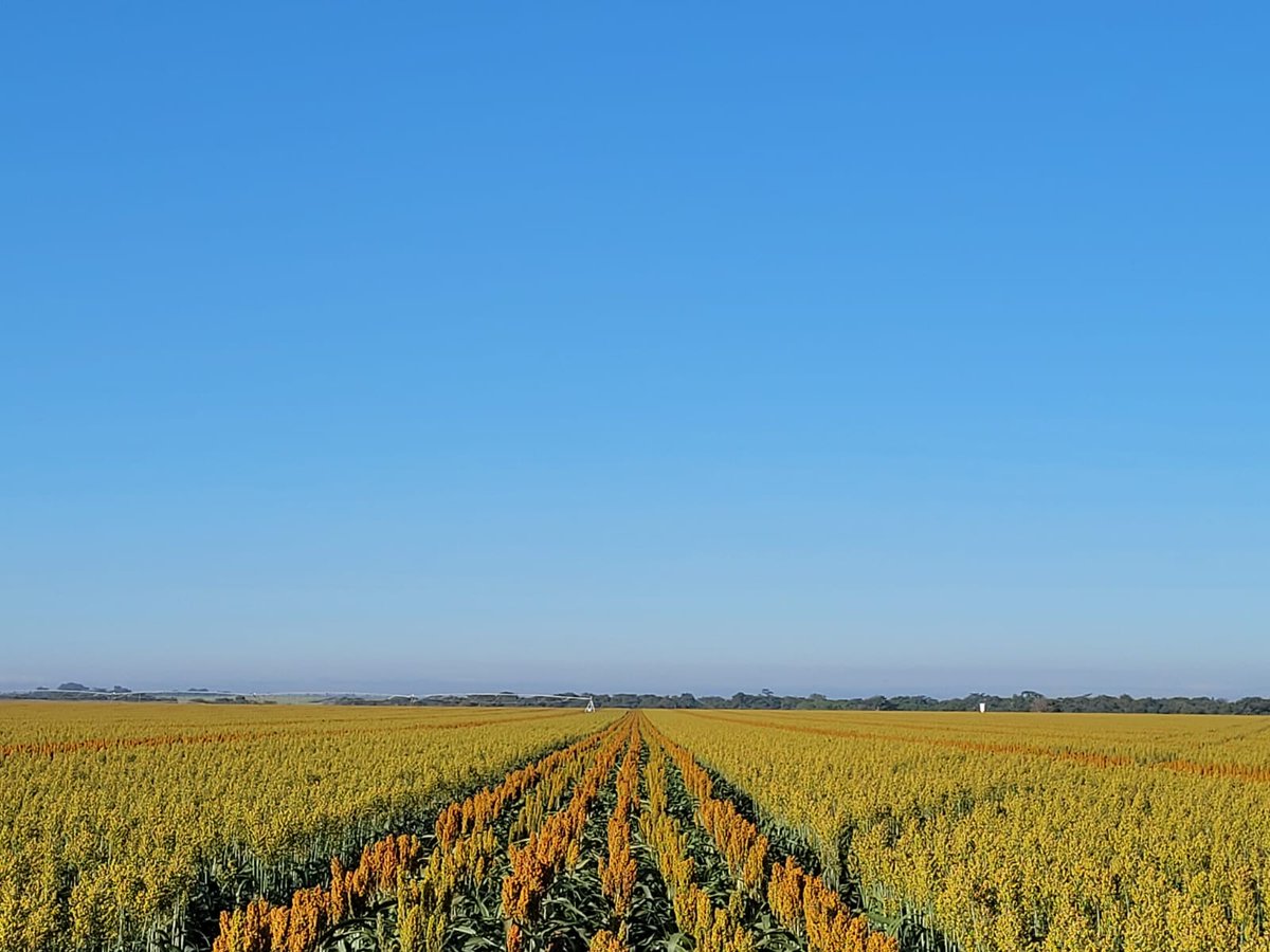JrIncio1's tweet image. Esta lavoura está coração do Brasil, mais especificamente no estado de Goiás, essa em especial leva o sustento a mais 500   famílias diretamente e gera riqueza ao país, essa é uma pequena parte do Agronegócio Brasileiro, a agricultura é nossa vocação #Nuseed Brasil.