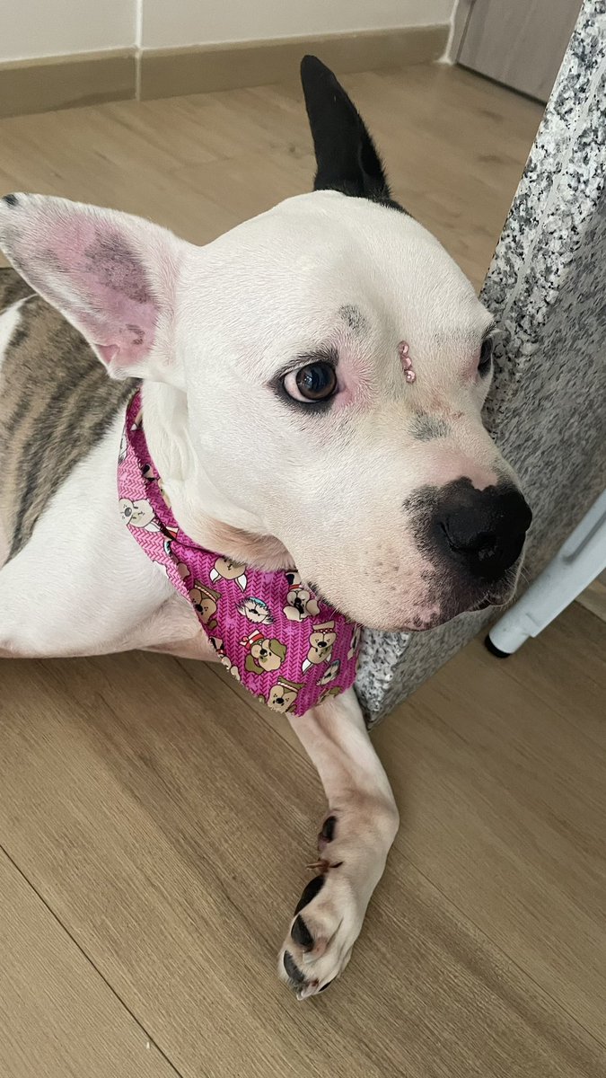 This beauty had an emergency surgery today and ended up hospitalized for the next two days, hopefully she’ll be back by the weekend