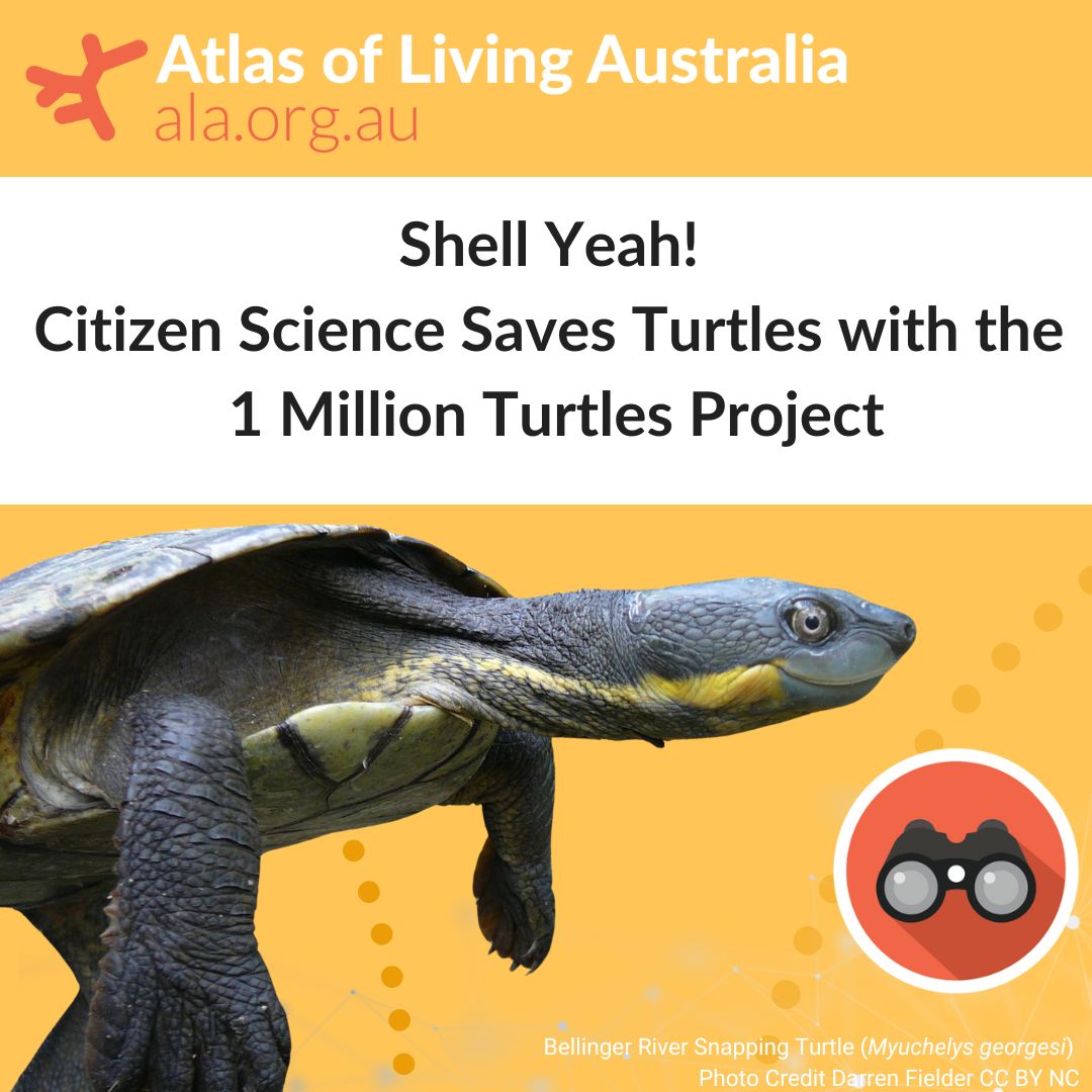 ⭐ We're shell-ebrating #WorldTurtleDay! 🐢

We chatted with <a href="/1millionturtles/">1MillionTurtles.com</a> to learn more about this incredible #CitizenScience initiative!

Check out the turtley-awesome 🐢 blog and how you can help conserve Aussie freshwater turtles here: 🔗 spr.ly/6018d0LH6
<a href="/TurtleSAT/">TurtleSAT</a>