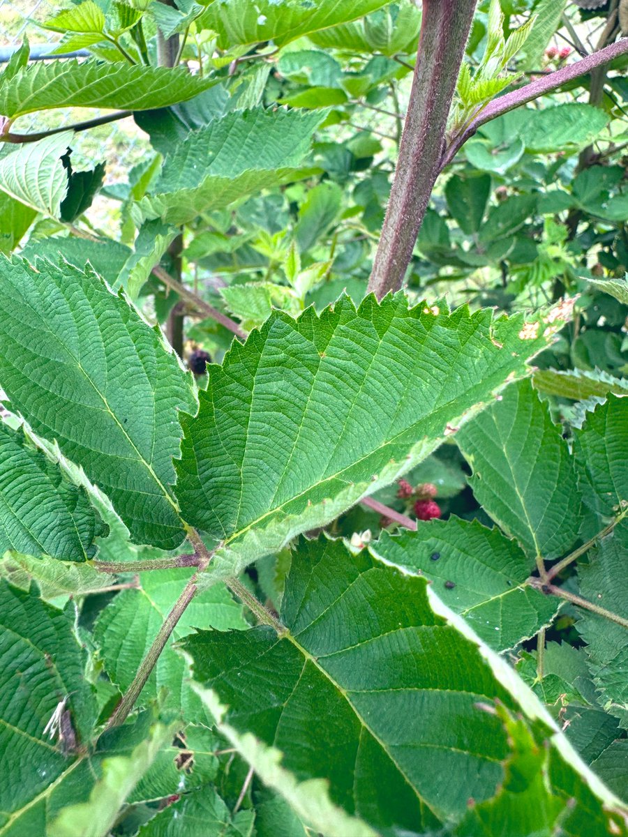 Do you know the powerful medicinal properties of blackberry leaves?🍃 From anti-inflammatory & antioxidant benefits to digestive health & immune support. Brew as a tea or use topically.🌿 #HerbalMedicine #NaturalHealth #BlackberryLeaves