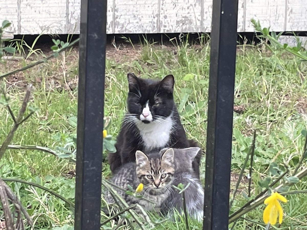 Hihihi. Kid saw kittens!!! Eleanor is not mommy. Mommy is fancy tuxedocat named Charlize. Kid is not sure what kittens are named but are very cute. Also, many people are putting out food and water for nice kittens.